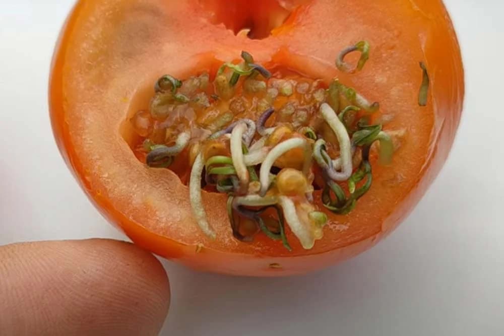 Zašto dolazi do klijanja sjemena u plodovima voća i povrća?