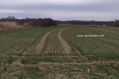 greške kod sadnje ozimih žitarica