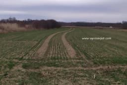 Značaj i upotreba strnih žitarica u ishrani domaćih životinja