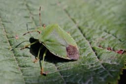 Kako se riješiti dosadnih smrdibuba prirodnim putem?