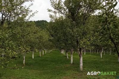 Jesenja sadnja voćki – Izbor sadnog materijala