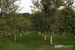 Jesenja sadnja voćki – Izbor sadnog materijala