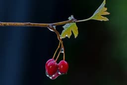 Biljka koje se nekada koristila protiv VRADžBINA: Vjerovalo se da može da otjera natprirodne sile, a ima i brojna ljekovita dejstva