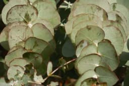 Biljka koja treba da stoji u vašem KUPATILU - U kombinaciji sa parom može imati brojna ljekovita dejstva