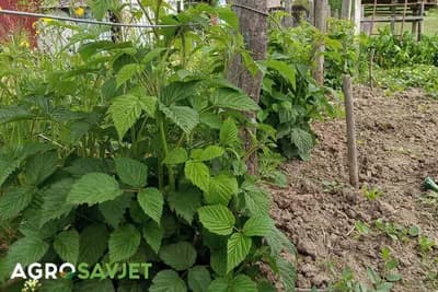 Značaj sadnog materijala u proizvodnji maline