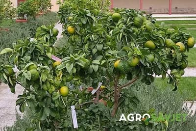 Kako uzgajati mandarine u saksiji