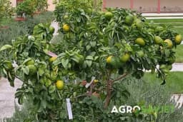 Kako uzgajati mandarine u saksiji