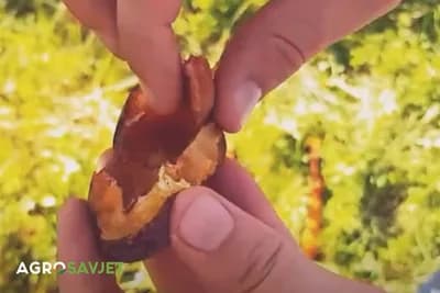 Nedostaci razmnožavanja voćaka iz SJEMENA