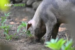 Najčešće rase svinja koje se koriste za uzgoj kod nas