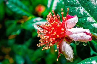 Feijoa - Dekorativno voćna vrsta koju treba posaditi