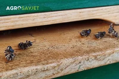 Poznavanje šest velikih bolesti pčela