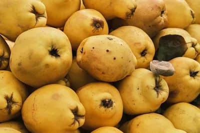 Čaj od sjemenki dunje