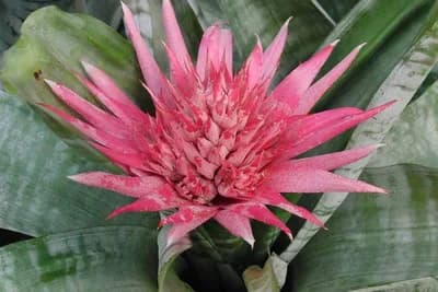 Ehmeja - Biljka prekrasnog cvijeta, veoma jednostavna za uzgoj