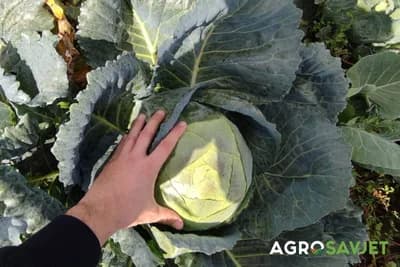 Kako da vam svjež kupus bude na dohvat ruke tokom zime