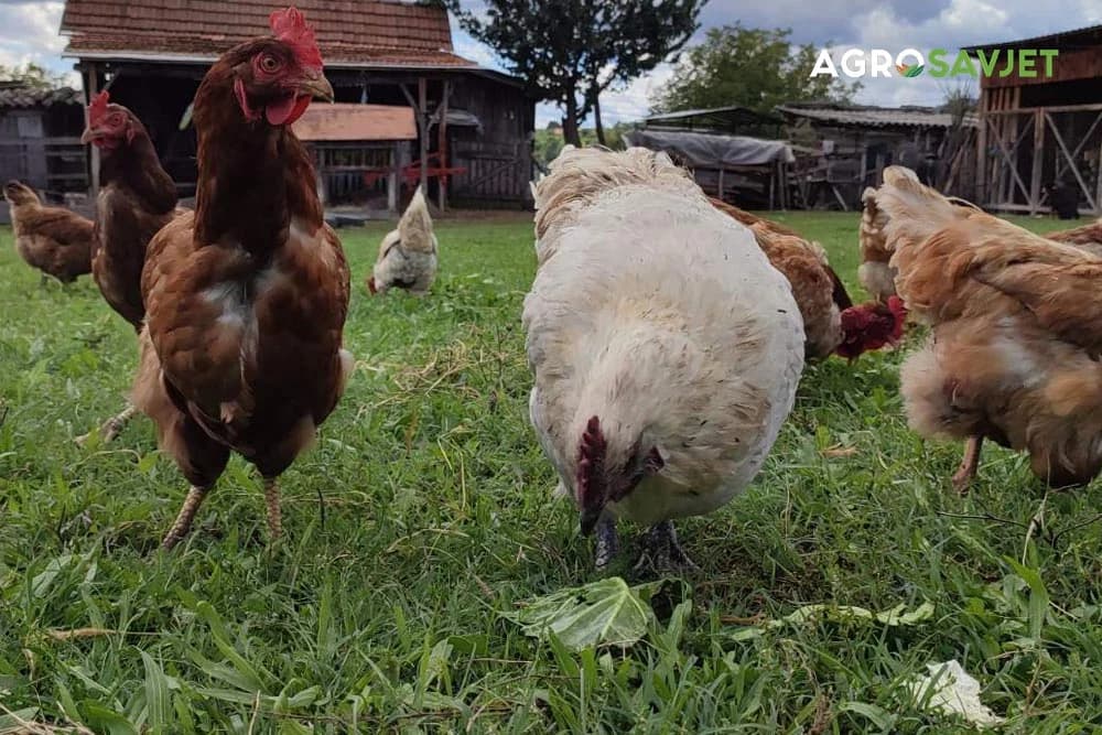 kokošije đubrivo