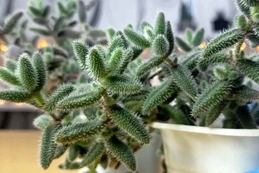  Delosperma echinatum