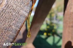 Mrlja od smole – kako skinuti smolu s odjeće?