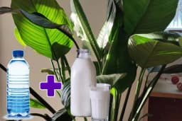 Litar vode i pola litra mlijka pomaže kućnim biljkama da ojačaju - EVO I KAKO