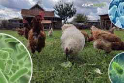 Ovo su najčešće bolesti živine