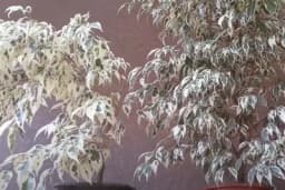 BENDžAMIN vam je klonuo? Ovo su tri kobne greške prilikom ZALIVANJA koje mogu ubiti biljku