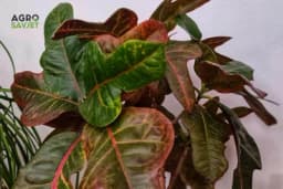 Kroton - Kako se gaji i razmnožava