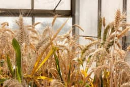 Uzgoj žitarica u zatvorenom prostoru sve popularniji - A evo i zašto!