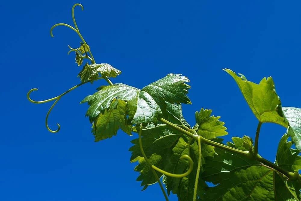 kalemljenje vinove loze