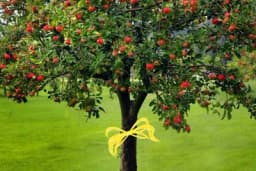 Vežite ŽUTE TRAKE u bašti i uživajte u rezultatima - Efikasna borba protiv štetočina