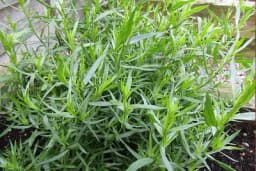 Estragon - Mirisna i ljekovita biljka