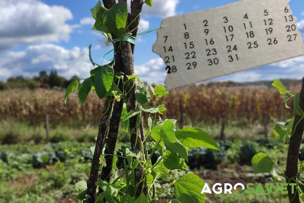 kalendar radova u bašti