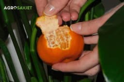 Kora od MANDARINE može biti korisna za sobne biljke: Napravite prirodnu tečnost koja će pospješiti njihov rast