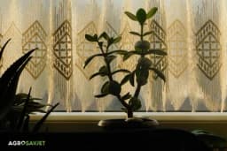 2 BILJKE PREMA FENG ŠUIJU PRIVLAČE MNOGO NOVCA: Mnogo su dekorativne, a lako se održavaju