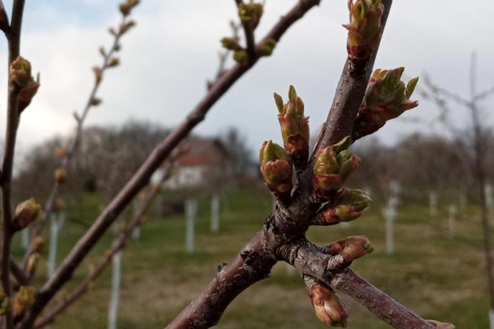 kretanje vegetacije kod voćki