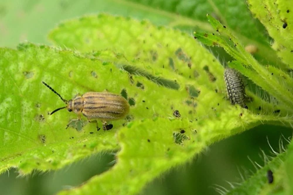 lisnta buba ambrozije