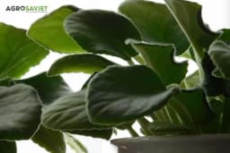 Tajna vrhunskih CVJEĆARA: Rastvor koji će povratiti biljke u život