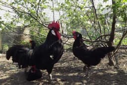 Minorka - Koka koja može da snese od 160 do 200 jaja godišnje!