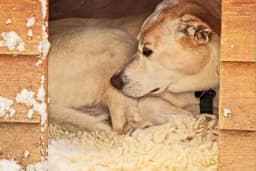 Kako da napravite kućicu za pse?