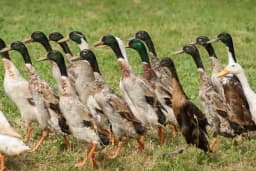 Patke su čuvari vinograda - Evo na koji način mijenjaju pesticide