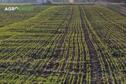 Đubrenje i značaj azota u prihrani ozimih usjeva