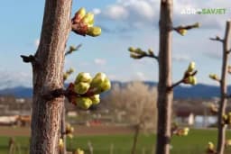 Toplo vrijeme budi voće - Započetu vegetaciju usporiti orezivanjem