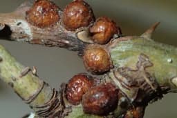 ŠLJIVINA ŠTITASTA VAŠ TEŠKO SE SUZBIJA: Treba je prskati dok je bez štita