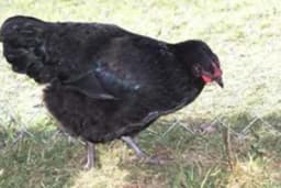 Svrljiška kokoš - Lako se raskvocava i ima dobar materinski instikt