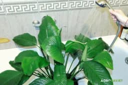 Zašto i kada vaše biljke trebaju "TUŠIRANJE"