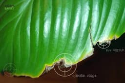 Lišće žuti i opada, biljka truli - REAGUJETE NA VRIJEME, POSLUŠAJTE OVE SAVJETE I SPASITE VAŠE CVIJEĆE!