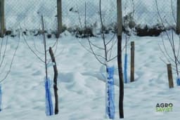 Kad padne snijeg voćke su i dalje u opasnosti - Kora oko stabla najugroženija!