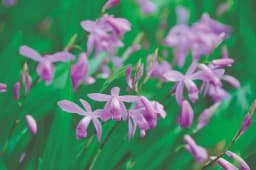 Savjeti za uzgoj VRTNIH ORHIDEJA -  Ove vrste su najljepše i najotpornije /FOTO/