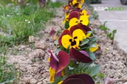 3 NAJLJEPŠA JESENJA CVIJETA KOJA ĆE KRASITI BALKON I BAŠTU SVE DO DECEMBRA: Cvjetovi otporni na nevrijemene