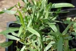 Načini uzgoja estragona