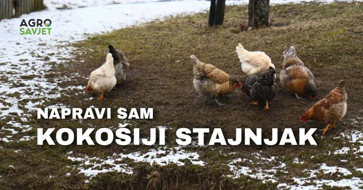 kokošiji stajnjak