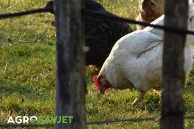 Proizvodnja jaja - Obratiti pažnju na sam odabir koka nosilja ali i druge bitne faktore